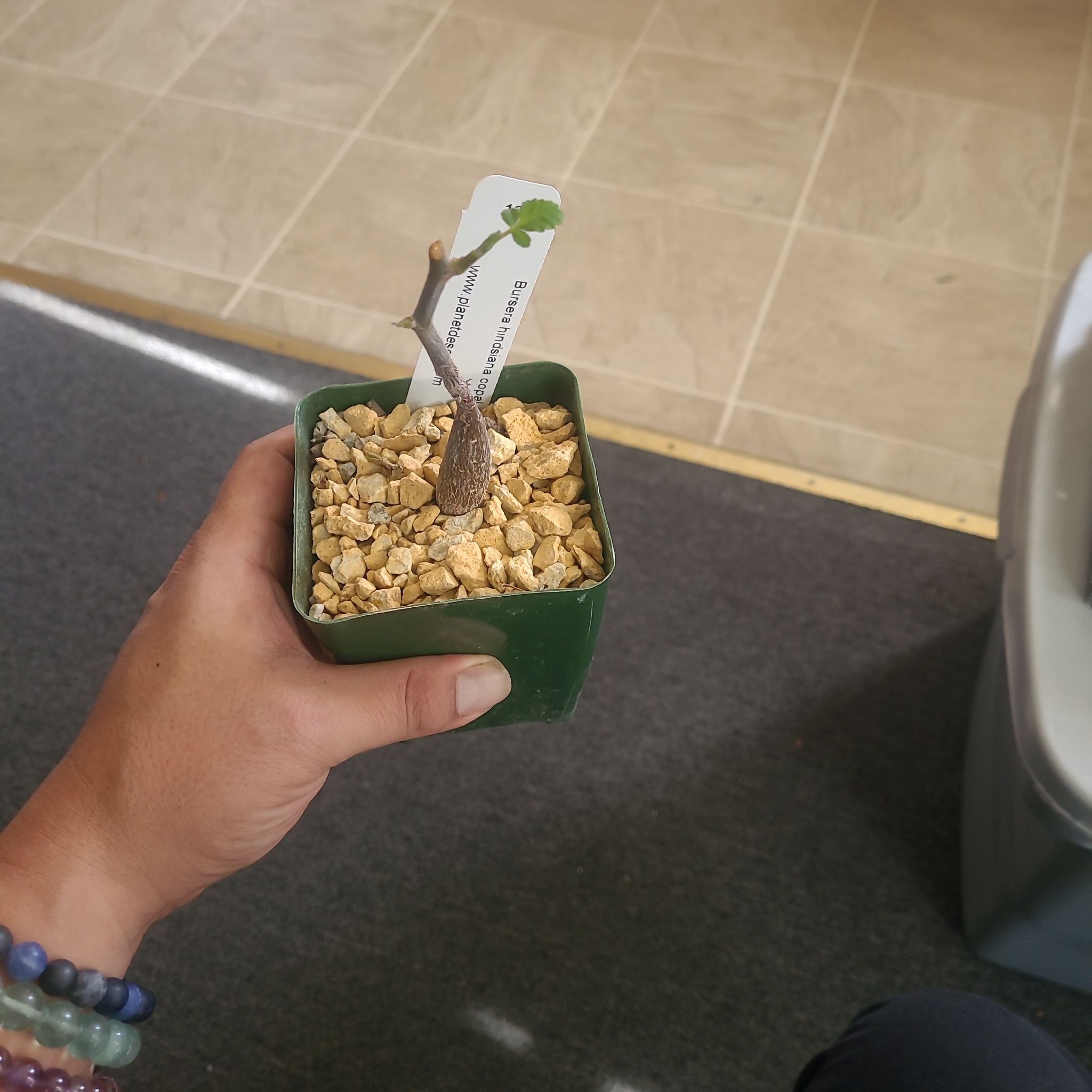 Photo of the plant species Bursera Hindsiana by @LightPepino named Stump on Greg, the plant care app