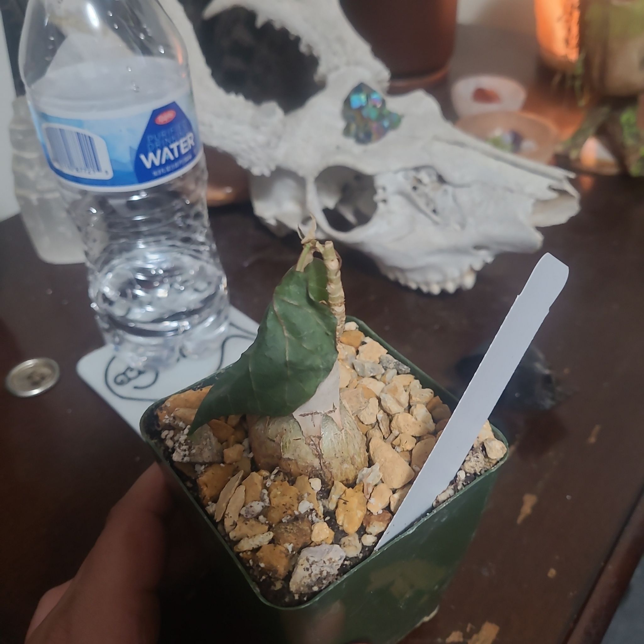 Petiolate Fig plant in a pot with visible soil and mulch, indoors with various objects in the background.