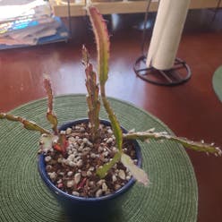 Hurricane Cactus plant