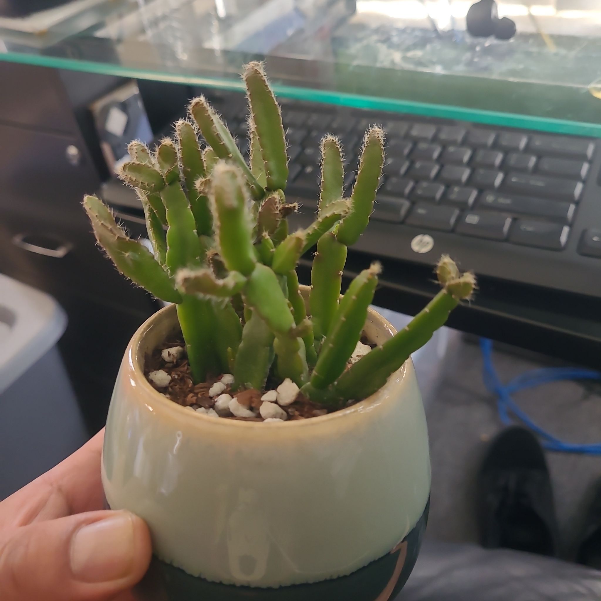 Photo of the plant species Lepismium cereoides by @LightPepino named Spiny on Greg, the plant care app