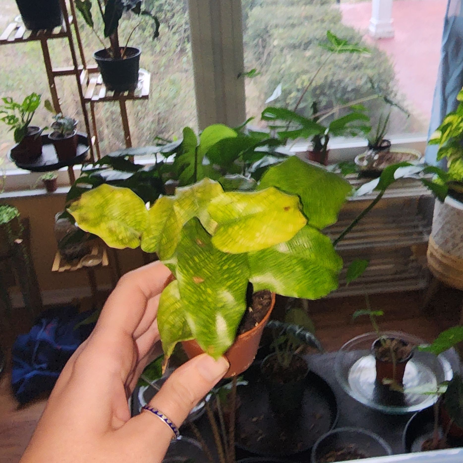 Photo of the plant species Network Prayer Plant by @DreamyEspicia named Mosaica on Greg, the plant care app