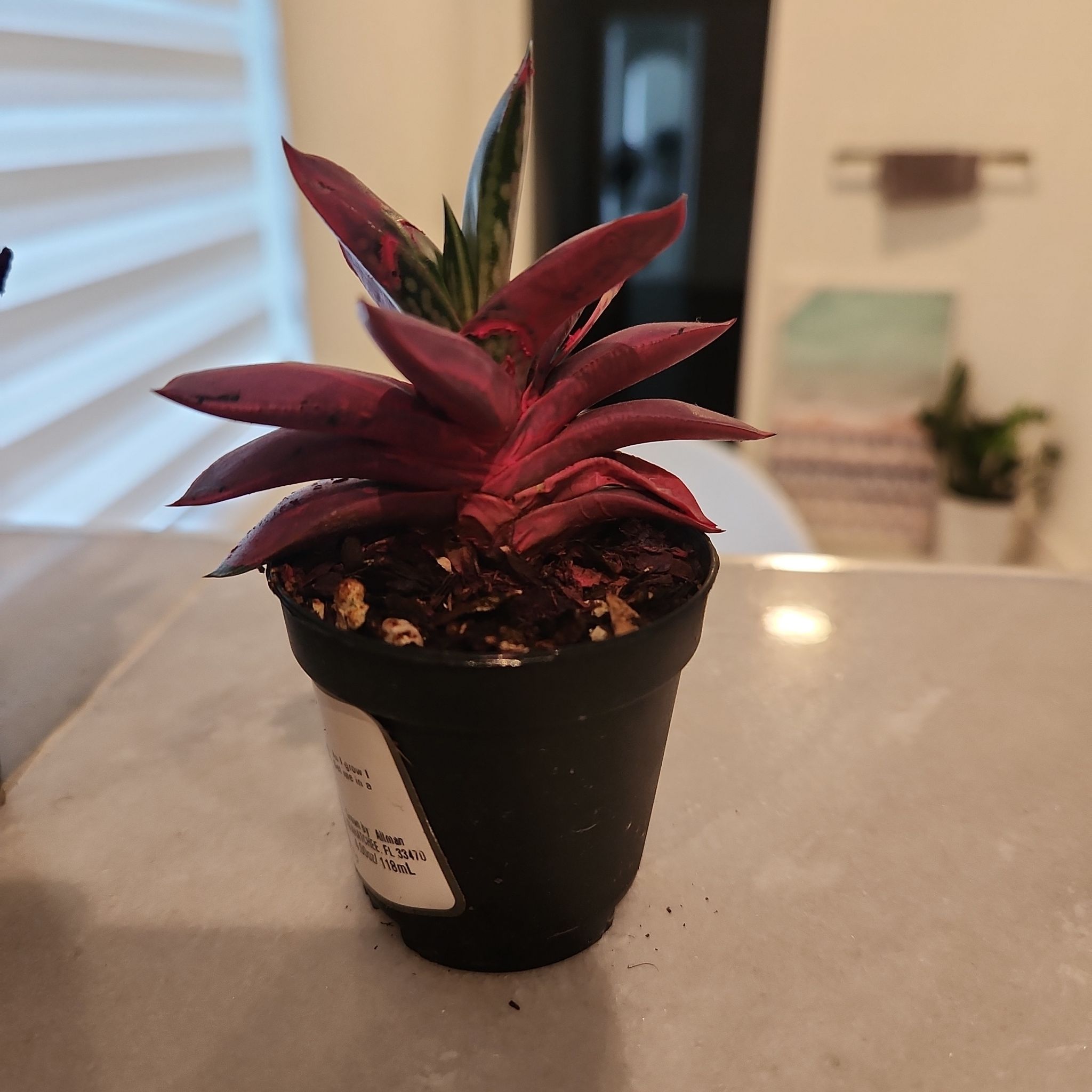Photo of the plant species Hawothiopsis limifolia 'Green Knight' by @FabProlifica named Firefly on Greg, the plant care app