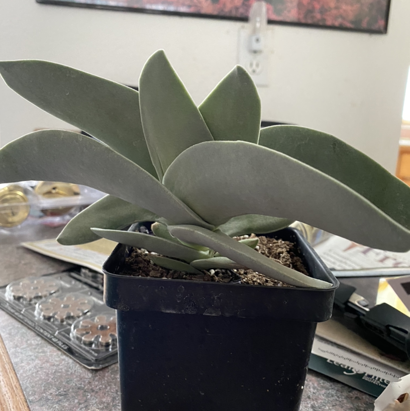 Healthy Airplane Plant in a black pot with thick green leaves.