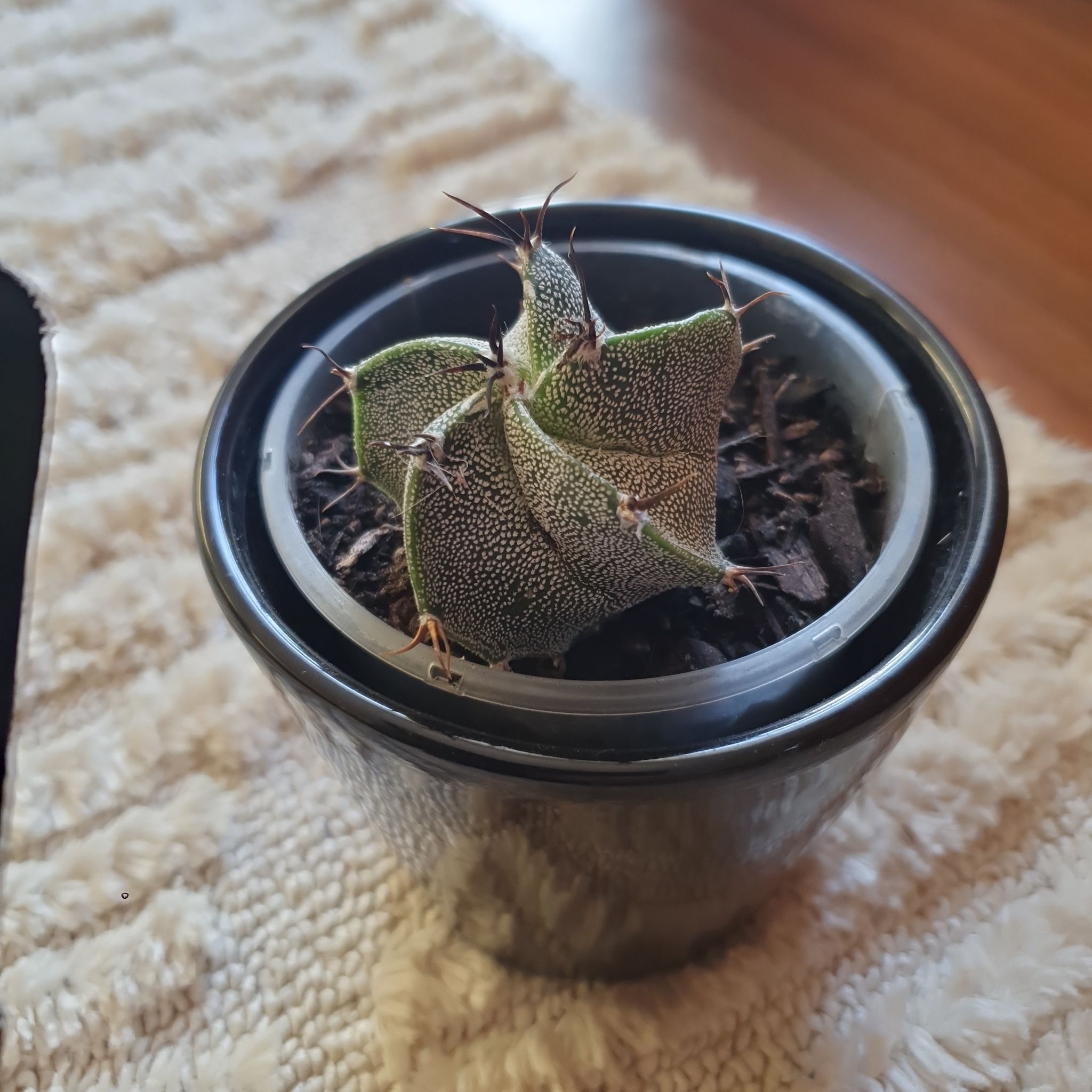 Goat's Horn Cactus in a black pot with visible soil, well-framed and in focus.