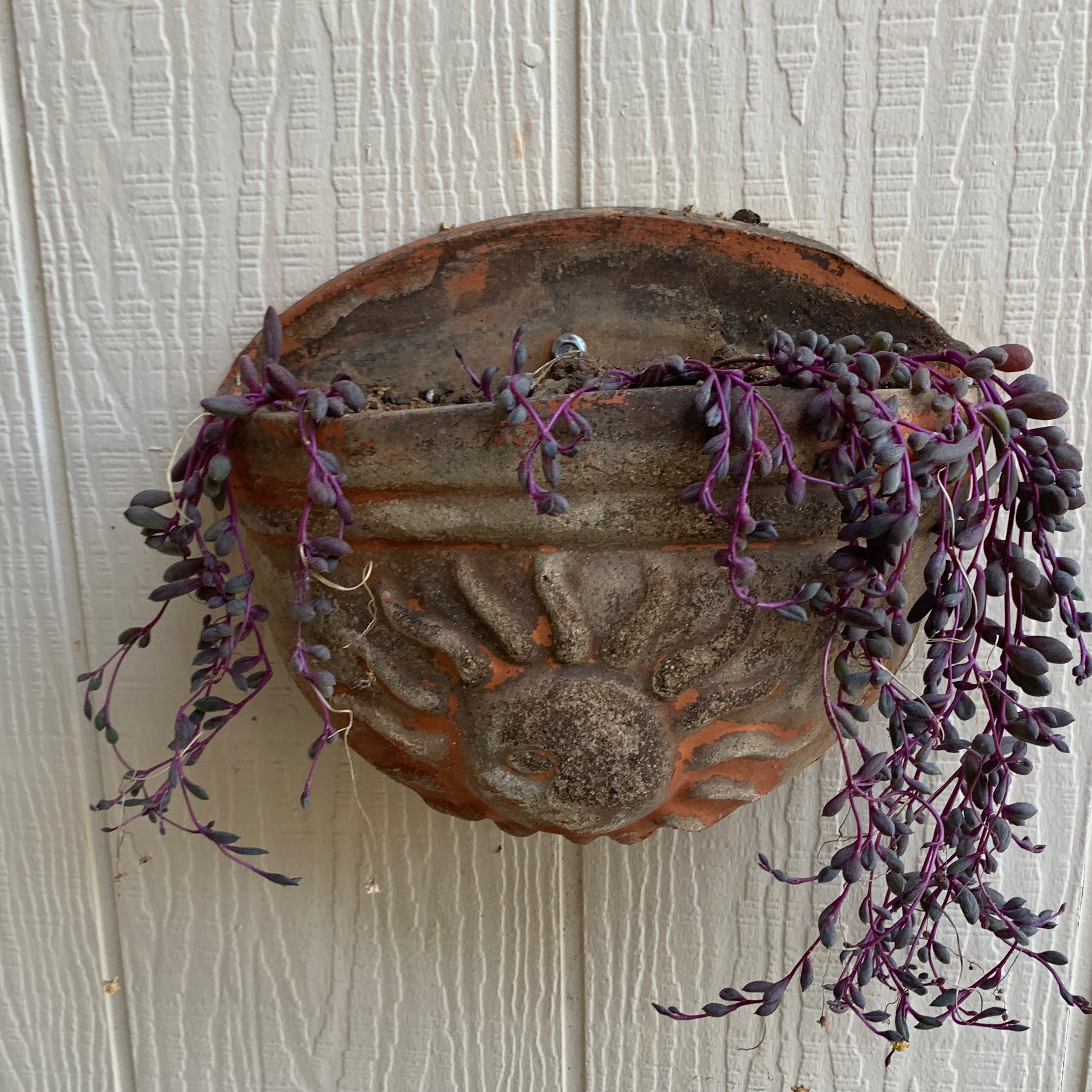 Hanging pot with a healthy 'ruby necklace' plant, vibrant purple stems and leaves.