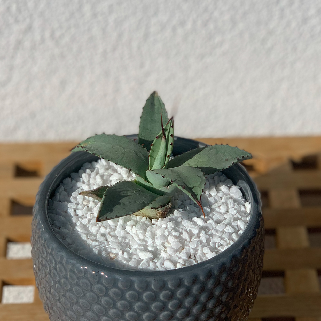 Parry's Agave plant in a textured pot with white gravel, appearing healthy.