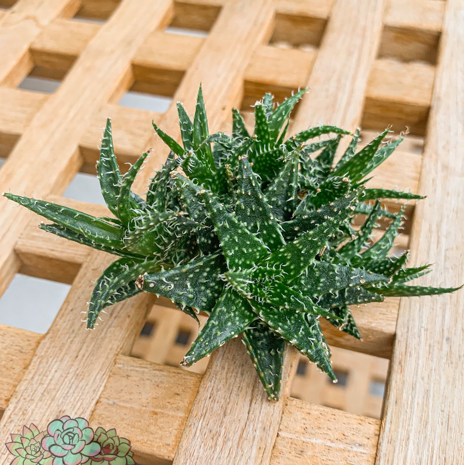 Photo of the plant species Aloe 'Pepe' by @mister_succulent named Aloe ‘pepe’ on Greg, the plant care app