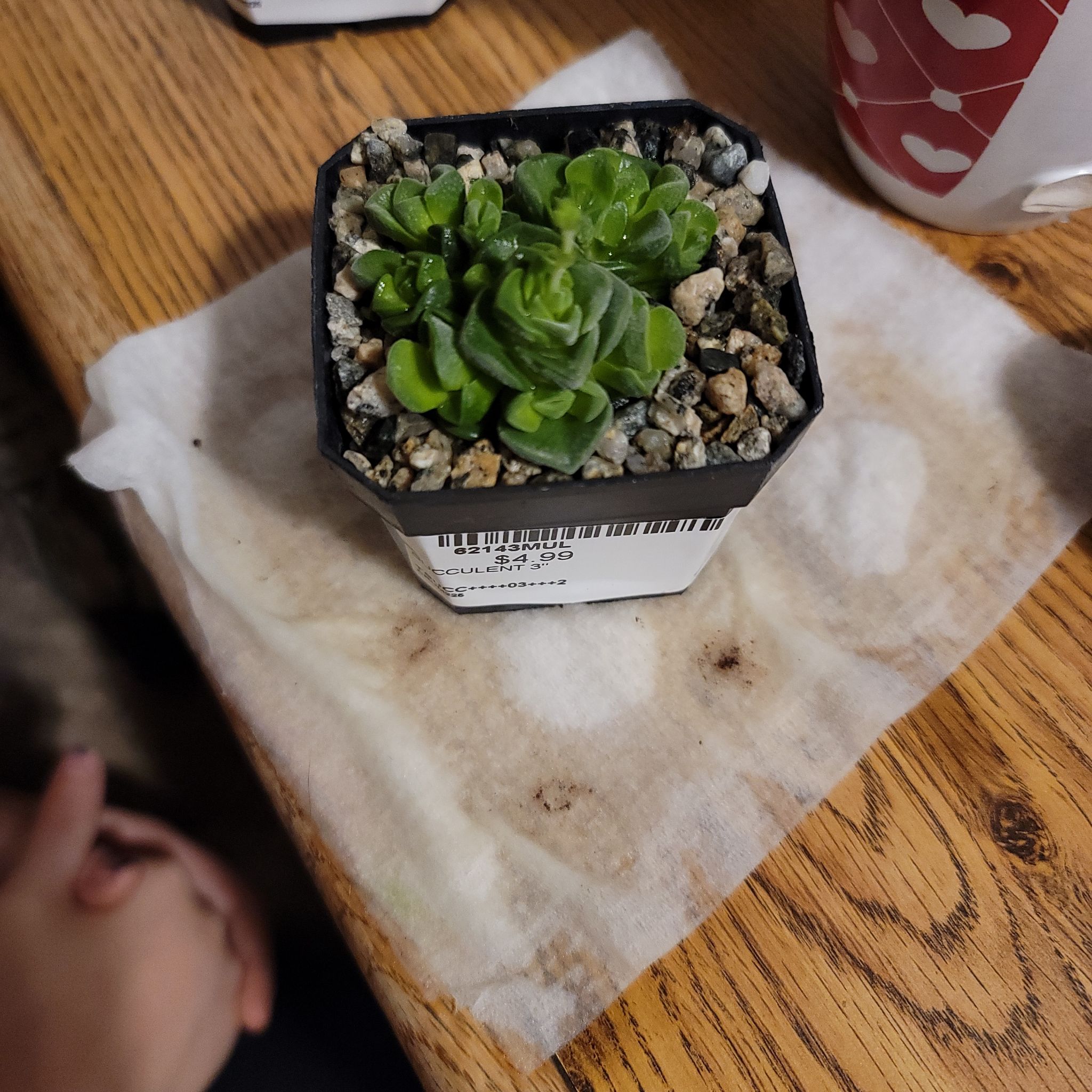 Photo of the plant species Crassula 'Dorothy' by @UprightPetunia named Mckinley on Greg, the plant care app