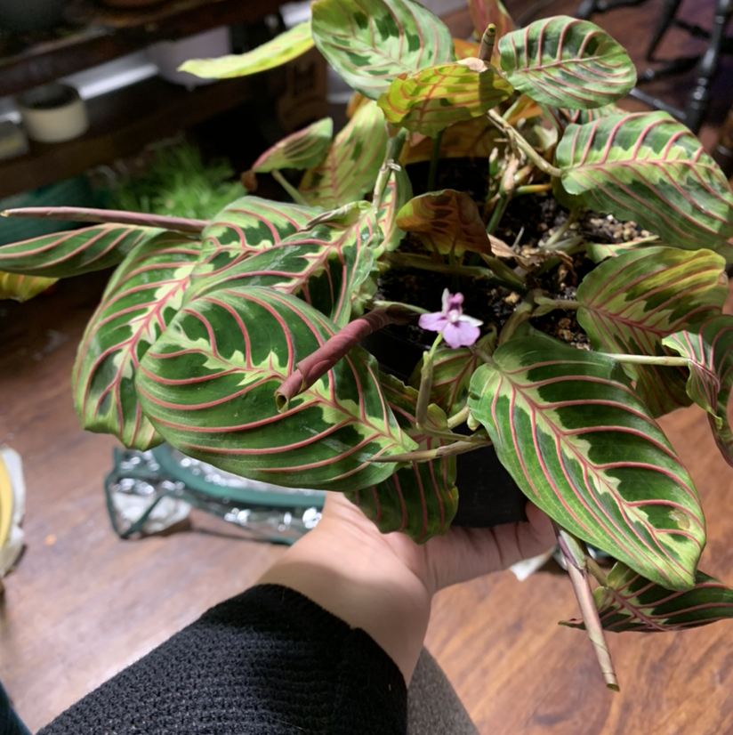 Green Prayer Plant plant photo by @gothmom named Marilyn on Greg, the plant care app.