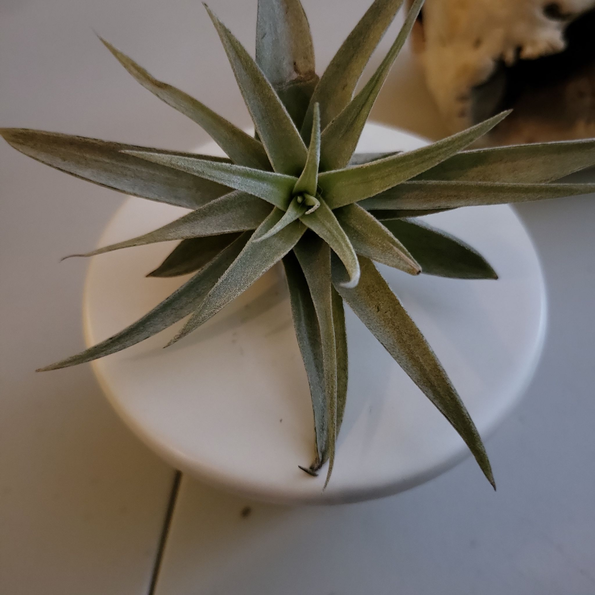 Photo of the plant species Air Plant by @vvviridisterra named Agatha on Greg, the plant care app