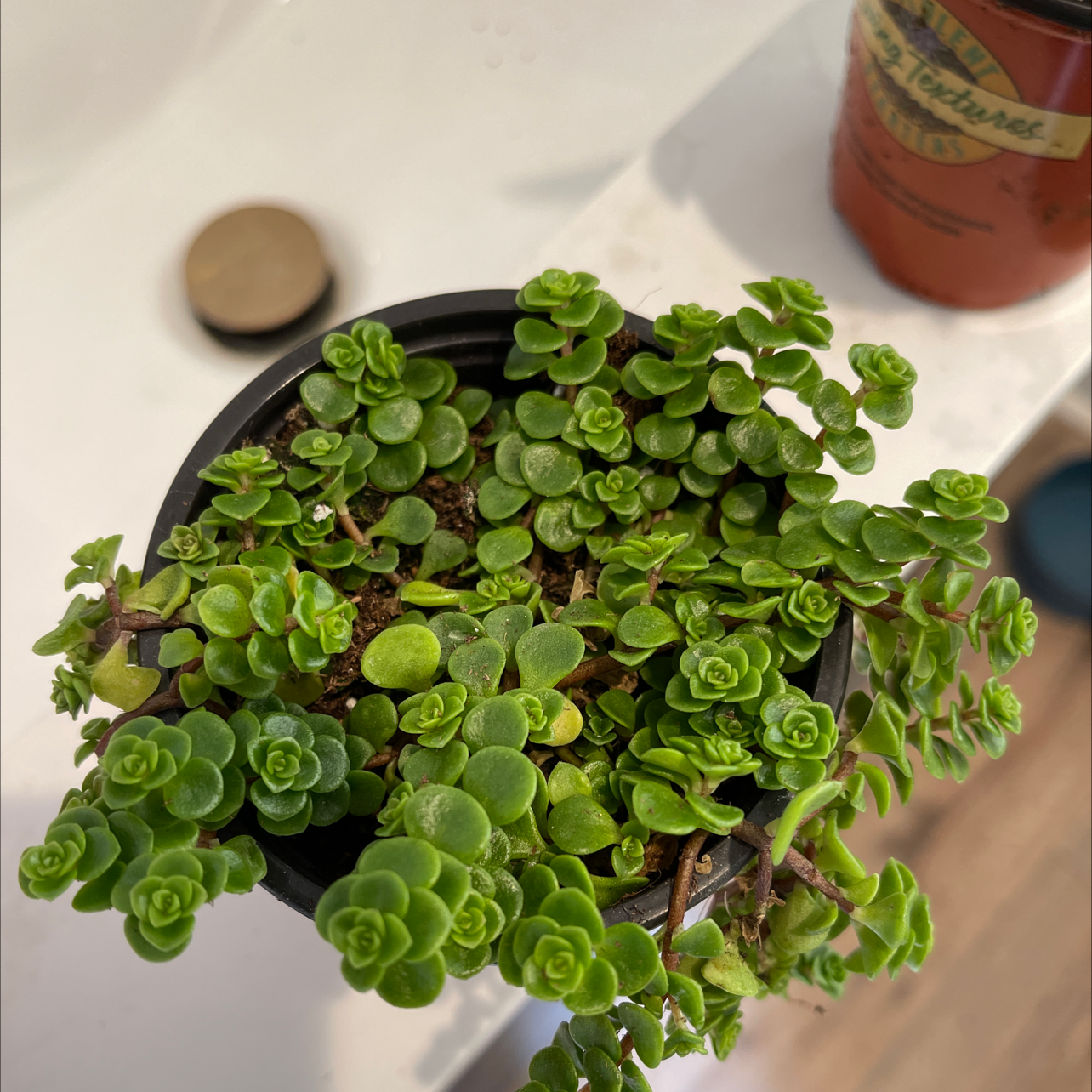 Healthy Two-Row Stonecrop plant in a small pot with vibrant green leaves.