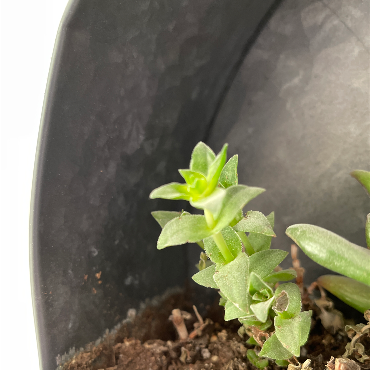 Sea Sandwort plant in a pot with visible soil, healthy green leaves.