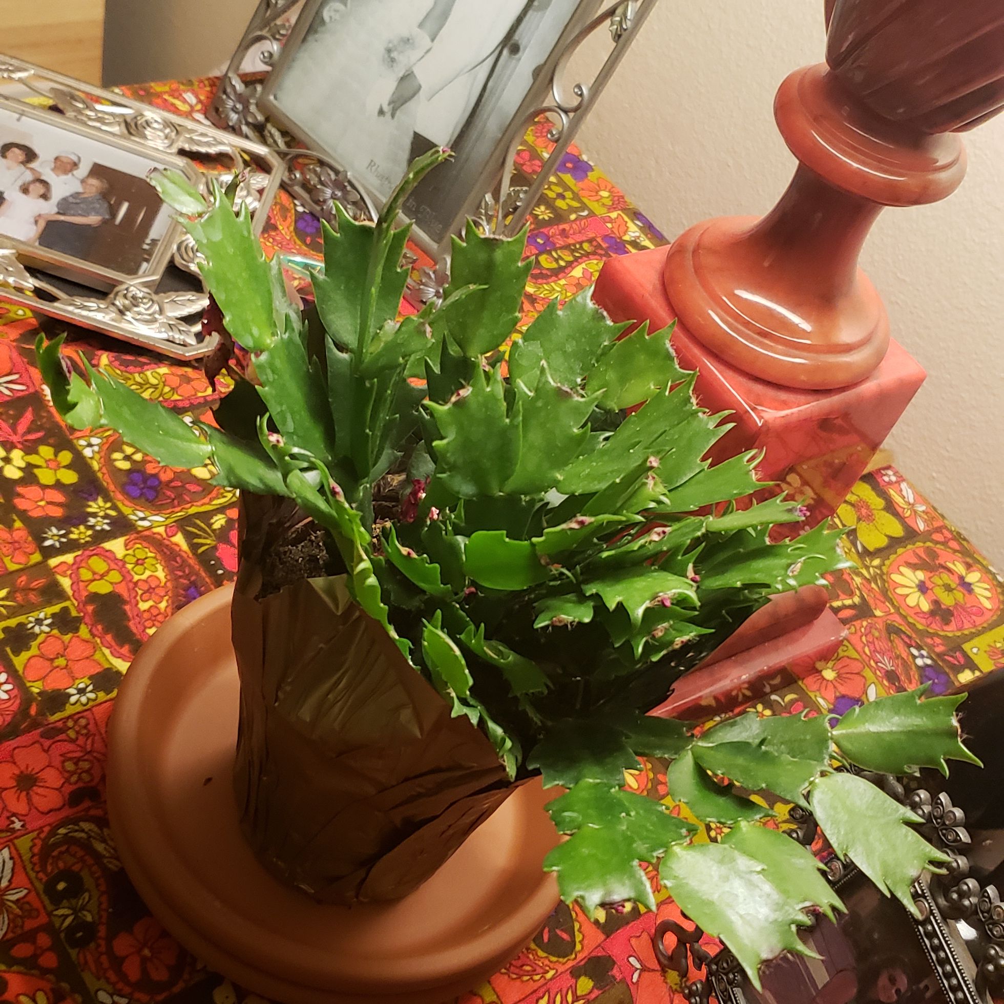 Christmas Cactus in a pot with vibrant green leaves, household items in the background.