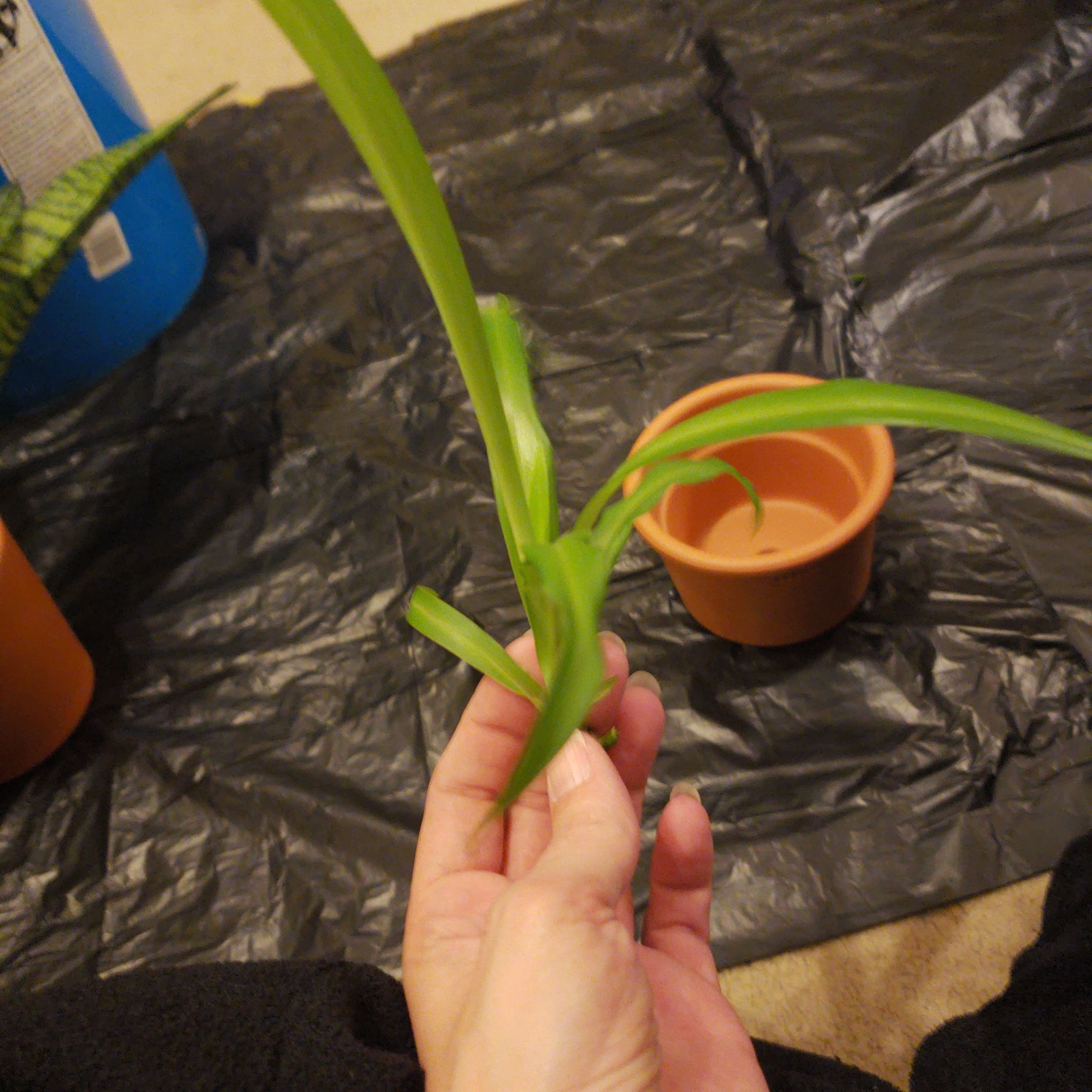 Beach Spiderlily plant being held by a hand with a small pot in the background.