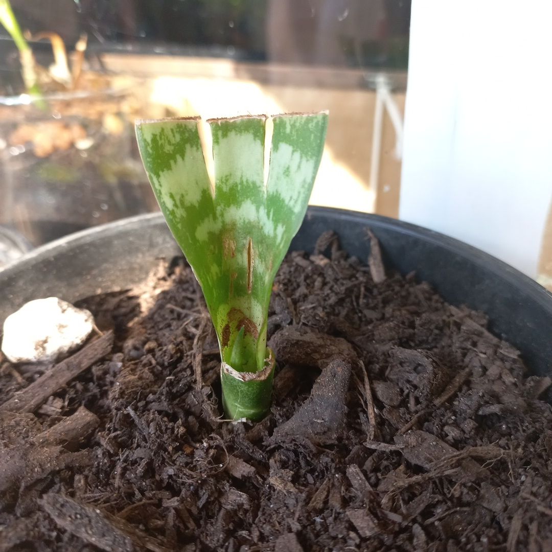 Young Sansevieria 'Frozen' plant in a pot with visible soil.