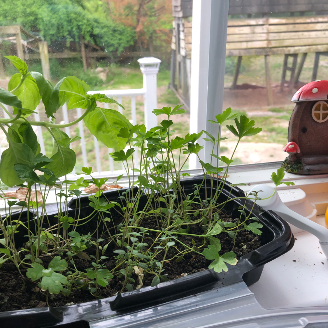 why is my parsley plant turning yellow