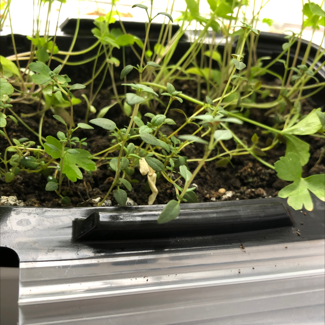 Healthy thyme plants with small green leaves densely growing together in a metal tray, appearing lush and thriving.