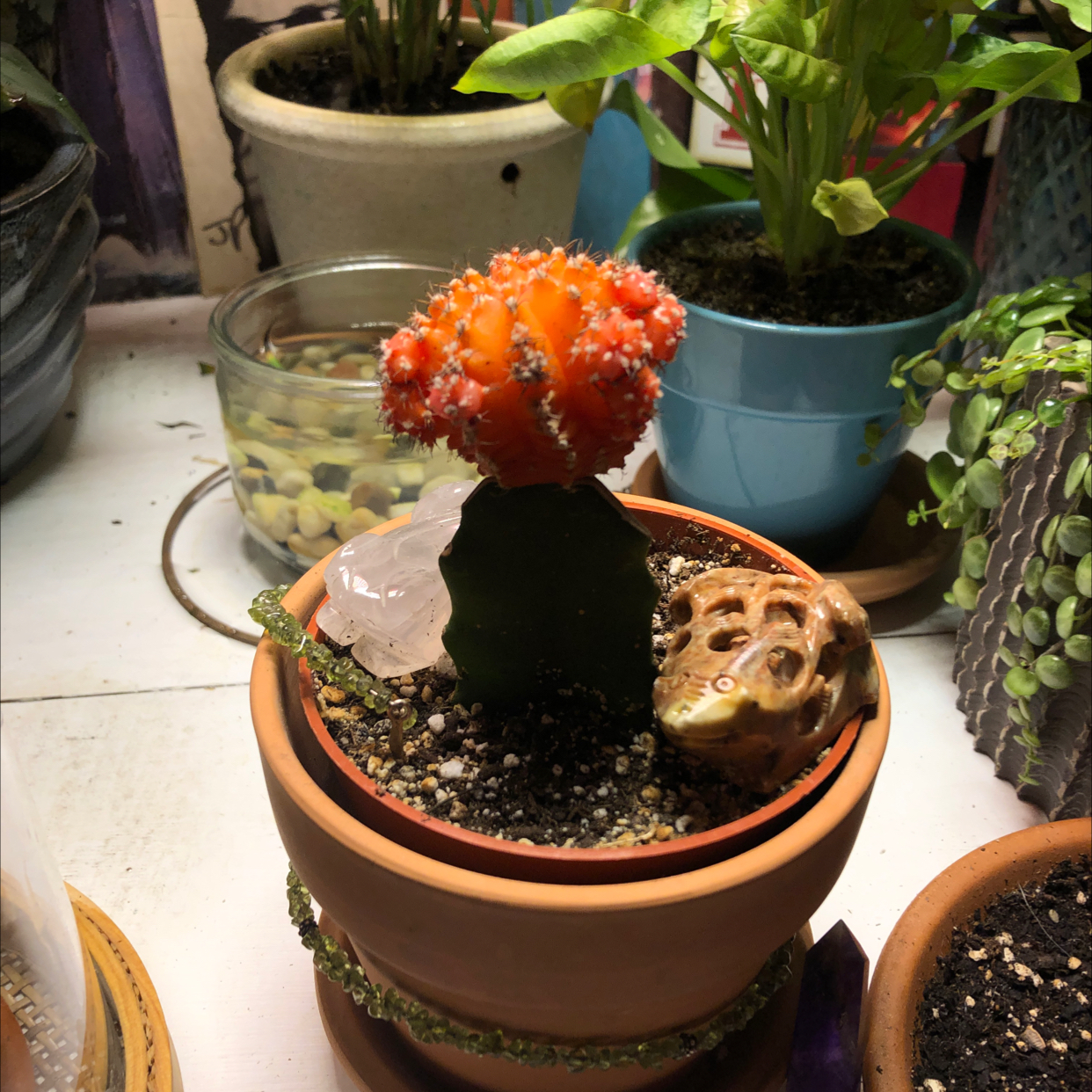 Moon Cactus plant photo by @bigred named poppy on Greg, the plant care app.