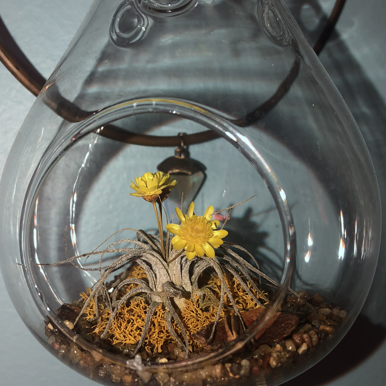 Fishbone Air Plant in a glass terrarium with yellow flowers and visible soil.