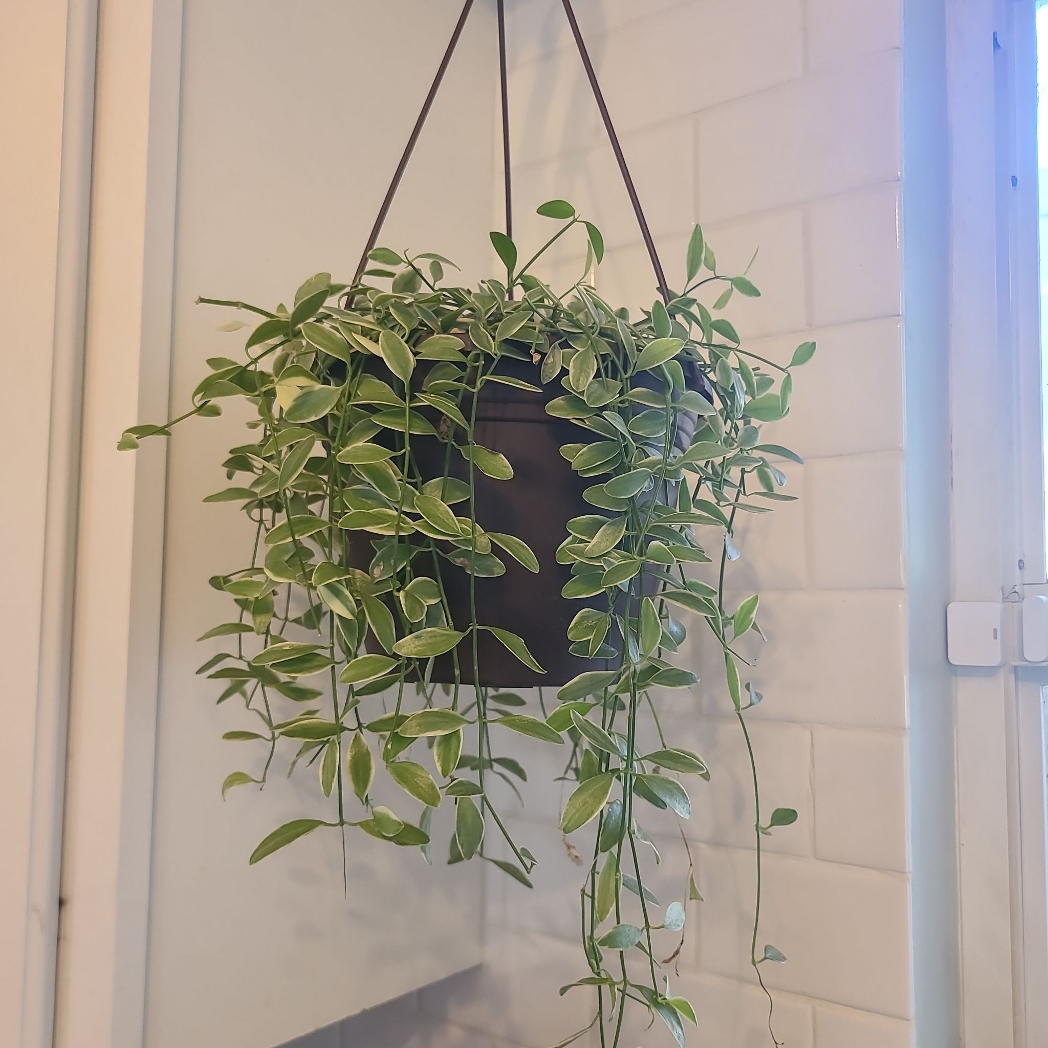 Hanging pot with a healthy Dischidia oiantha 'Variegata' plant with variegated leaves.