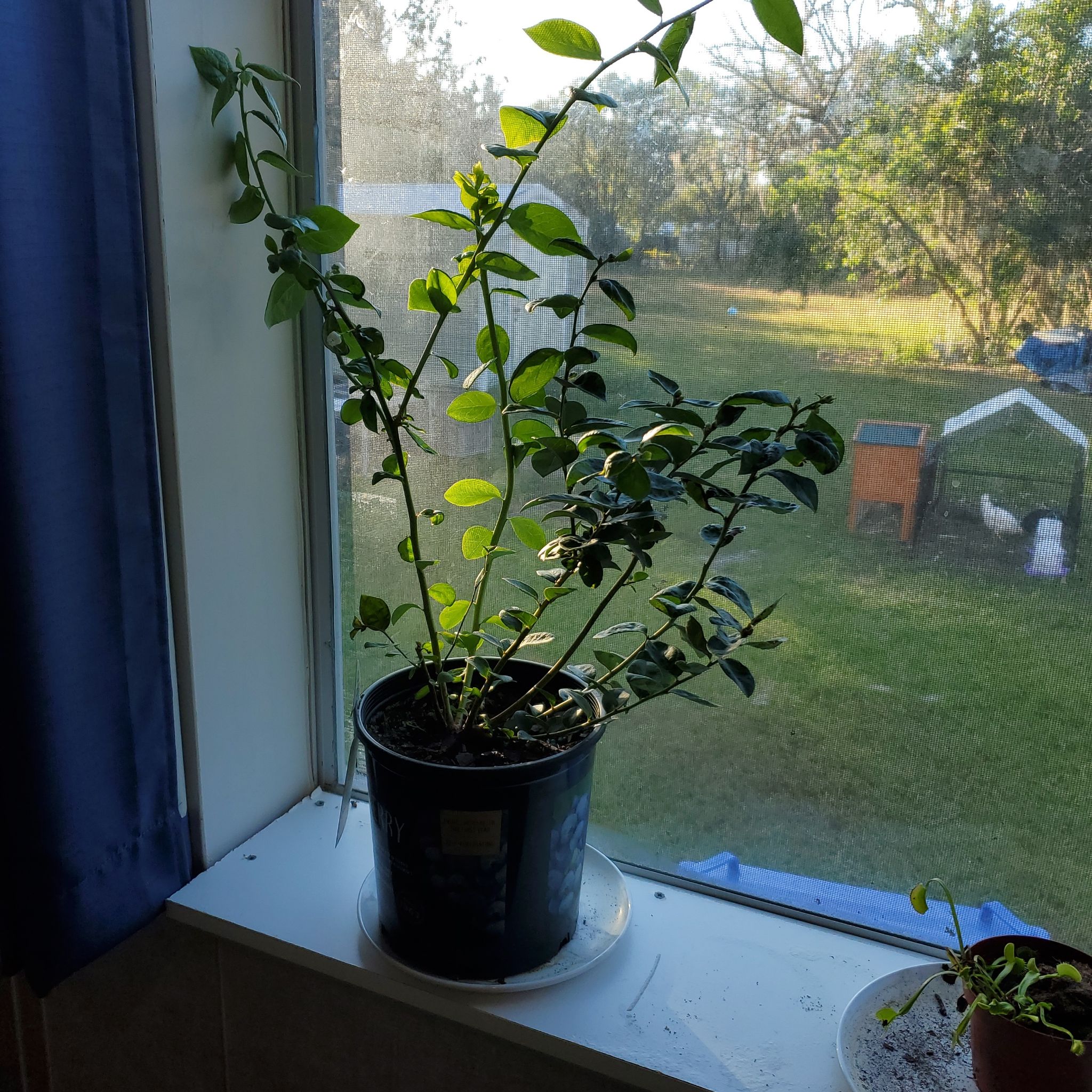 Photo of the plant species Emerald Blueberry by @NasanieruDay named Byron on Greg, the plant care app