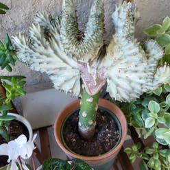 Candelabra Cactus plant