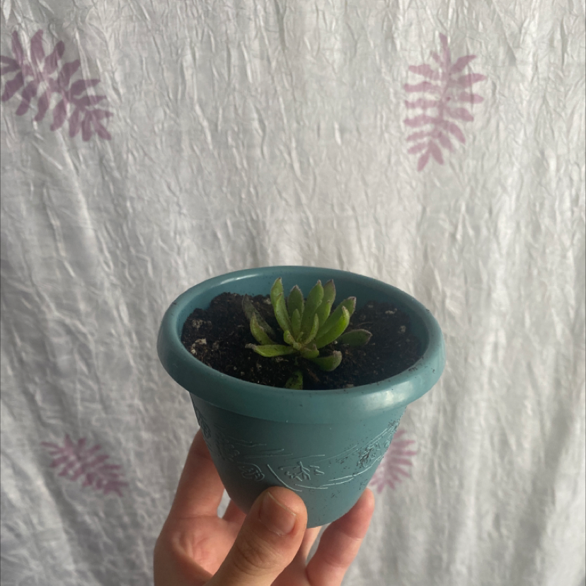 Photo of the plant species Echeveria 'Arrow Setosa' by @mikaylabisceglia named Demi on Greg, the plant care app