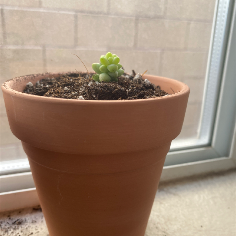 A healthy young Burro's Tail succulent plant with plump green trailing leaves, planted in a small terracotta pot with visible soil.