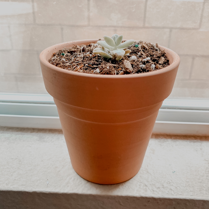 Echeveria Runyonii plant in a terracotta pot with visible soil.