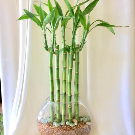 Photo of the plant species Lucky Bamboo by @xpoisons.gonex named Bradley on Greg, the plant care app