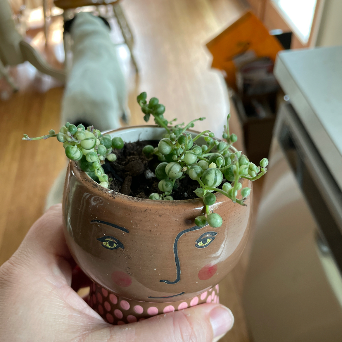 Variegated String of Pearls plant in a decorative pot held by a hand.