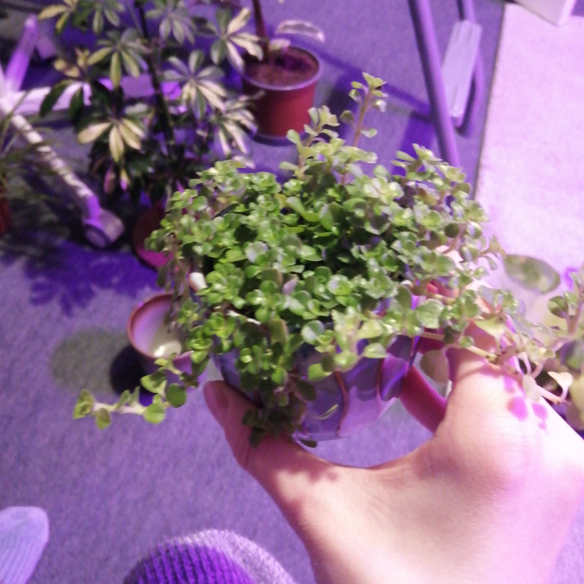 Photo of the plant species Isabella Peperomia by @Montycatplant named Anne on Greg, the plant care app