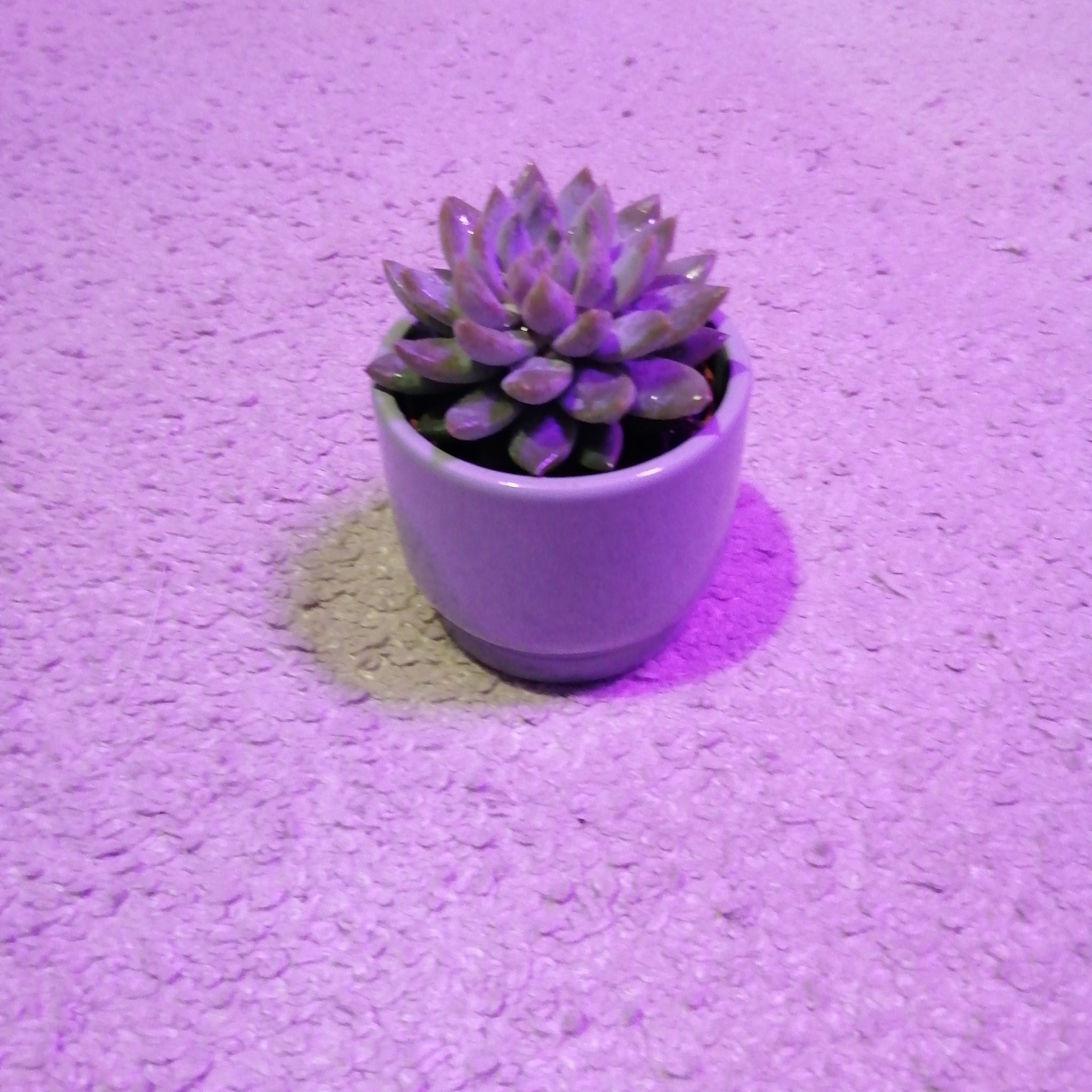 Photo of the plant species Echeveria Chrissy n Ryan by @Montycatplant named Beatrice on Greg, the plant care app