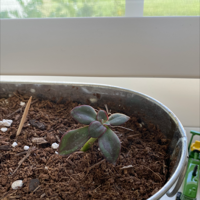 Small Painted Echeveria plant in a pot with visible soil.