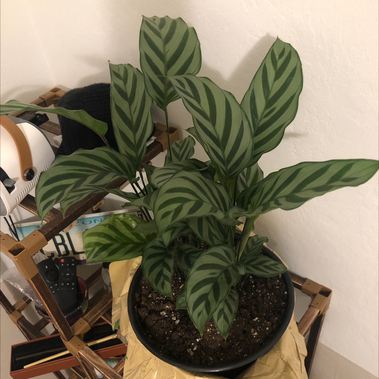 Calathea 'Freddie' plant with green striped leaves in a pot, soil visible.