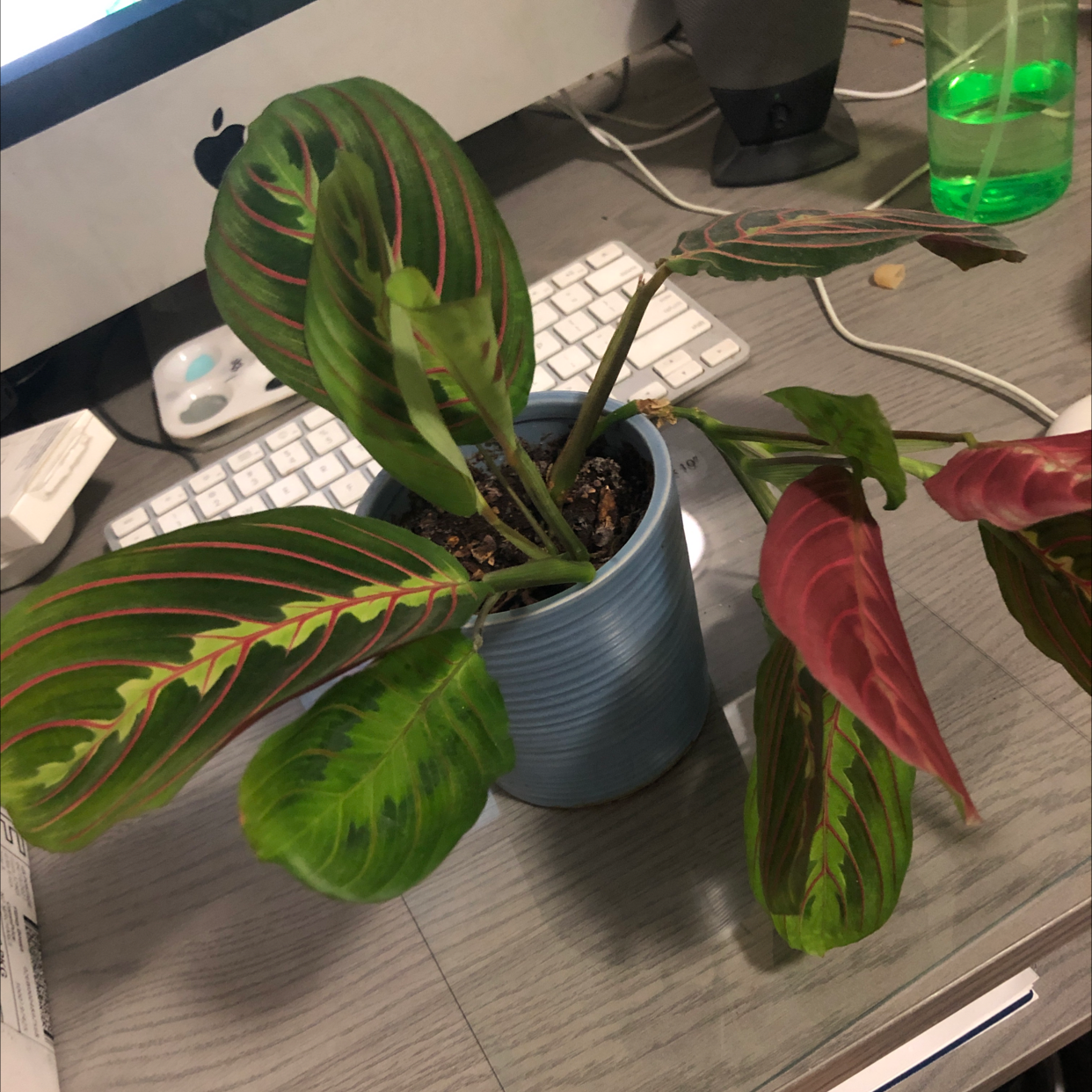 Prayer Plant (Maranta leuconeura) in a blue pot on a desk with vibrant green and red-veined leaves.
