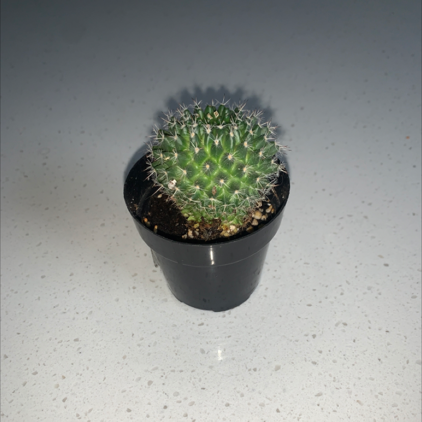 A healthy Mexican Pincushion cactus in a black pot on a plain background.