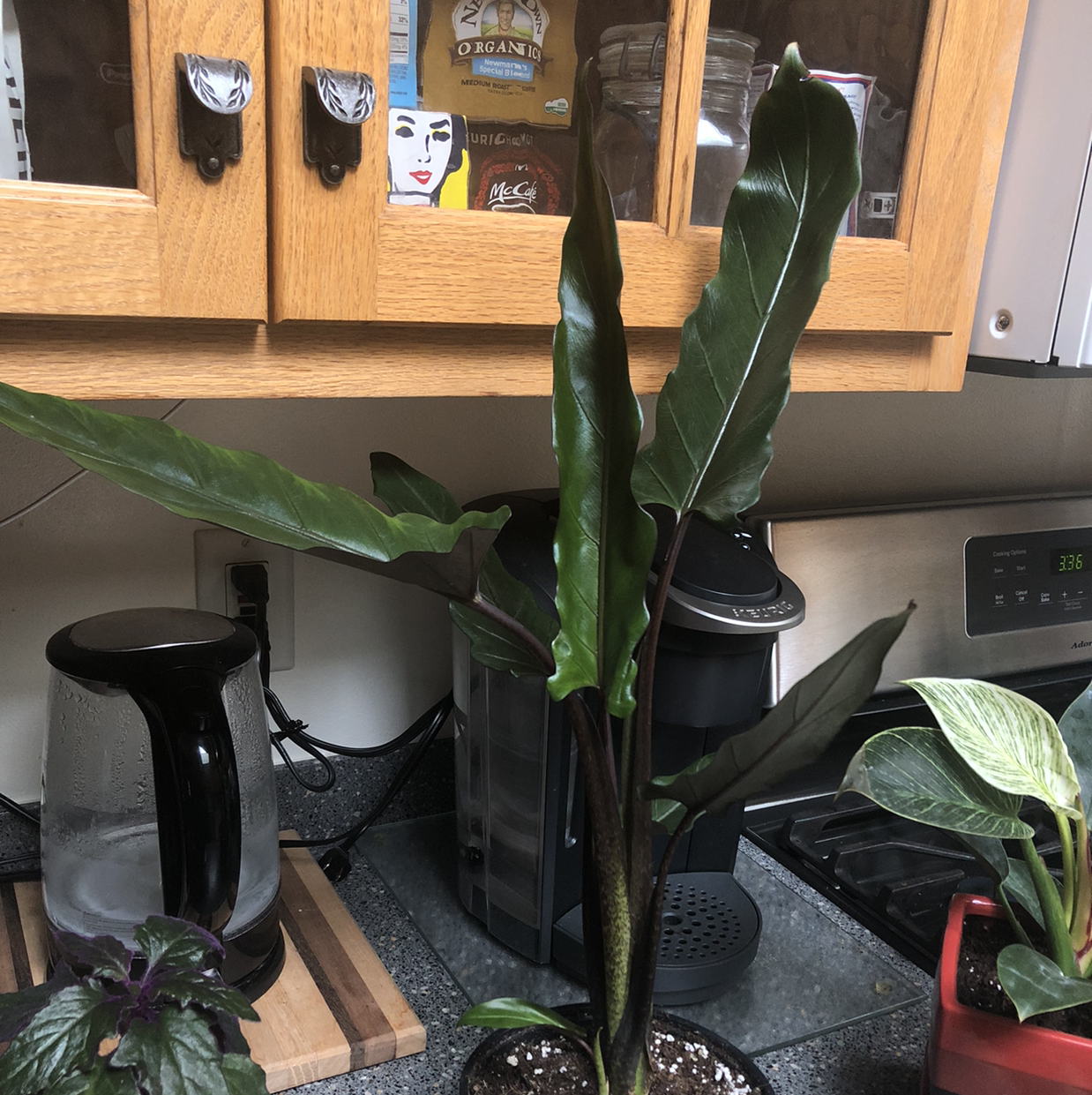 Purple Sword plant with long, narrow, dark green leaves in a kitchen setting.