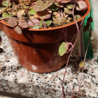 String of Hearts plant in Evergreen, Colorado