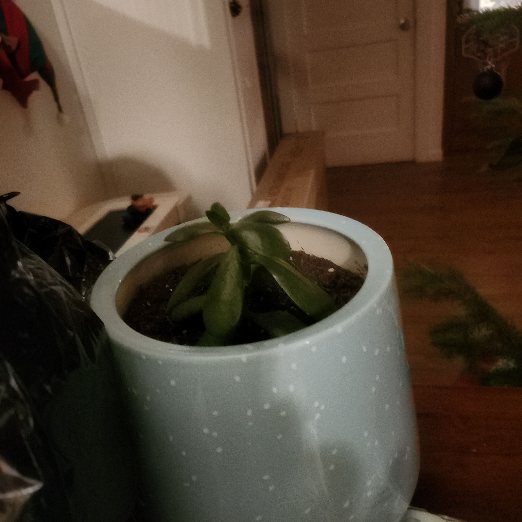 Jade plant in a blue pot indoors, with healthy green leaves.