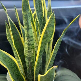 Snake Plant plant in Evergreen, Colorado