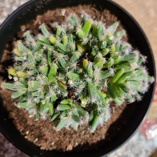 Little Nipple Cactus plant in Evergreen, Colorado