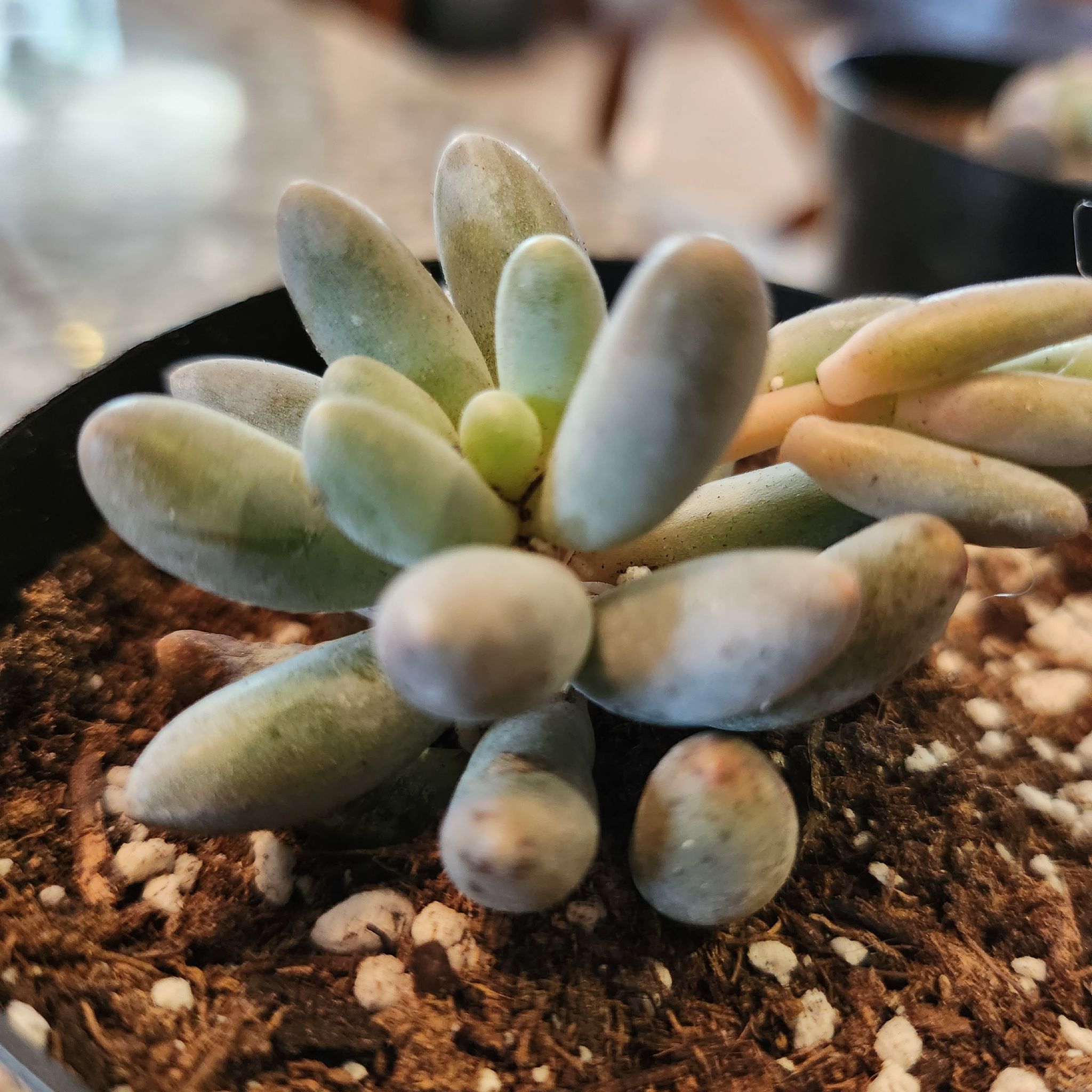 Pachyphytum Baby Finger succulent plant with plump leaves in a pot with visible soil.