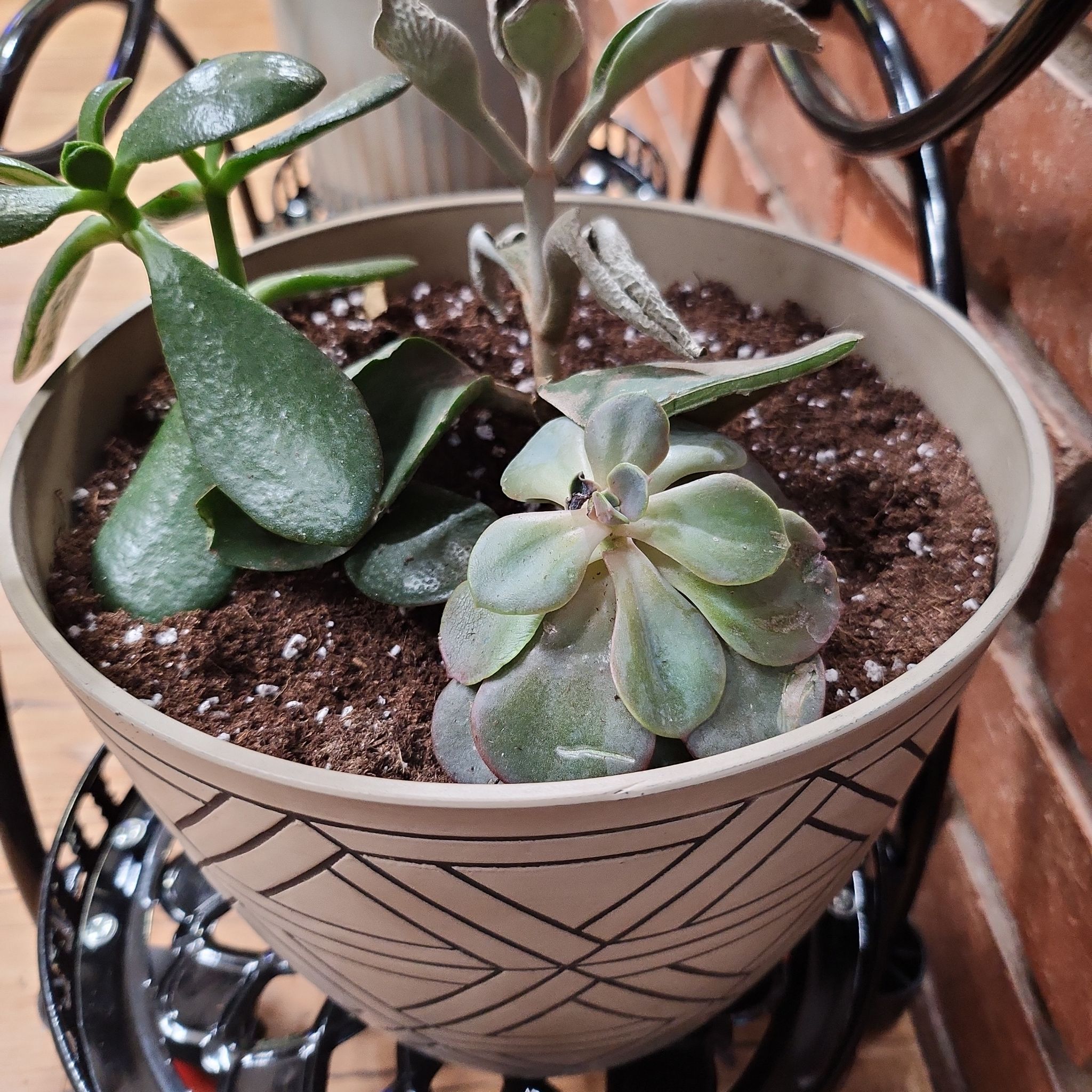Potted Jade Plant with other succulents in a well-drained soil.