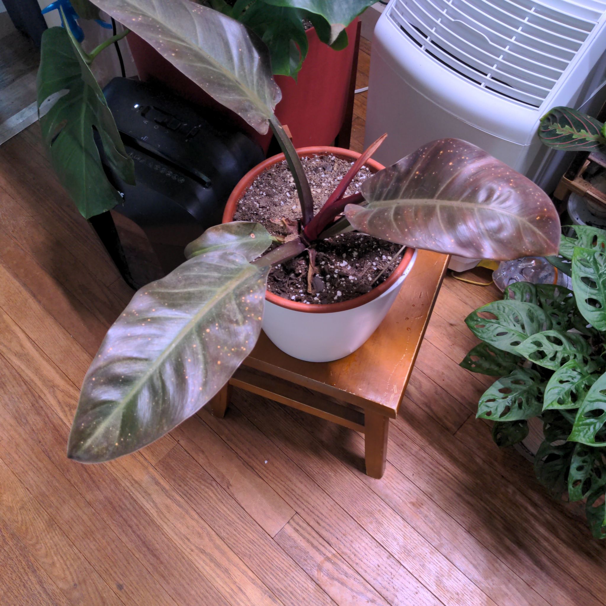 Red Emerald Philodendron in a pot with visible soil, some leaf discoloration, and spots.
