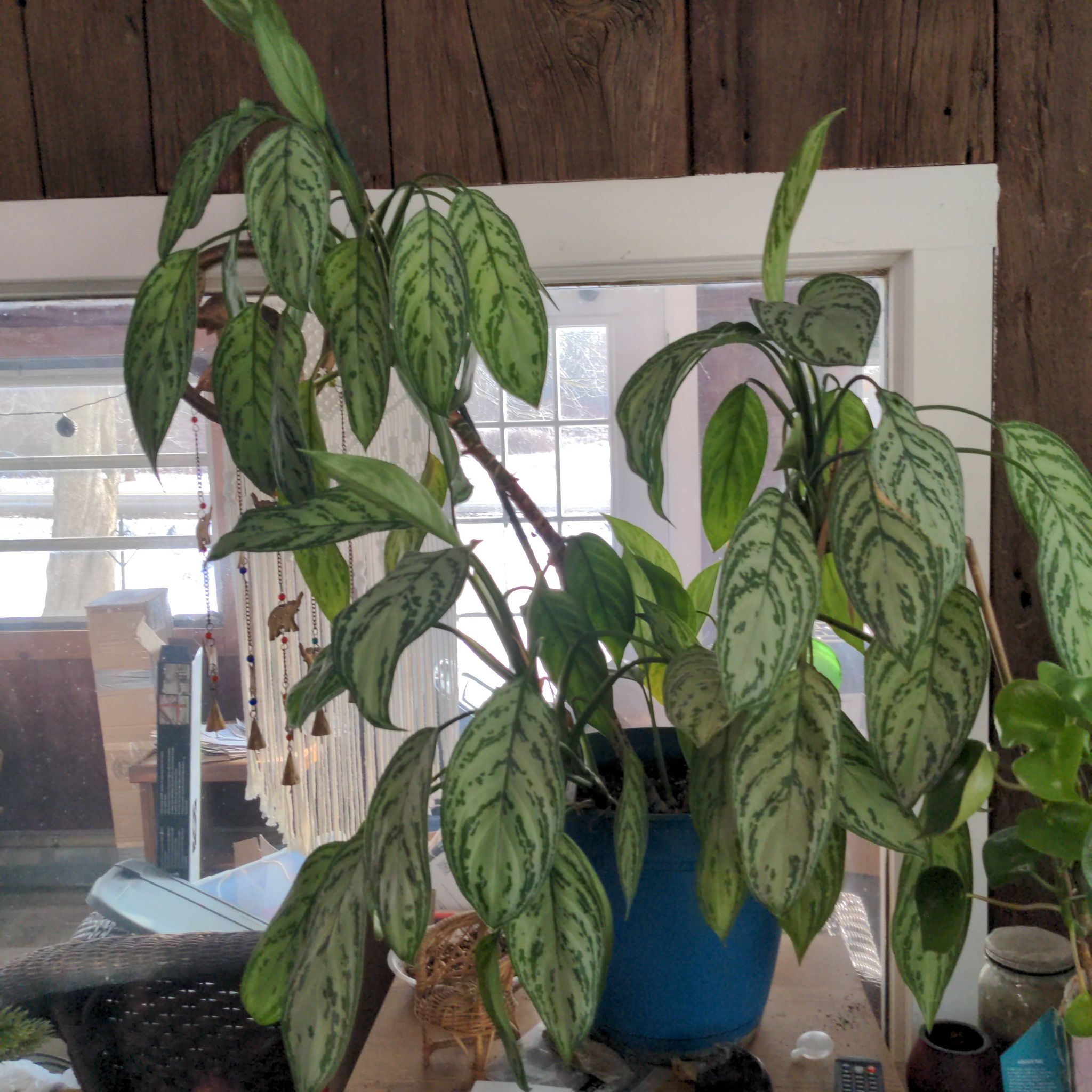Photo of the plant species Painted Drop Tongue by @gotmando named Burmese Evergreen on Greg, the plant care app