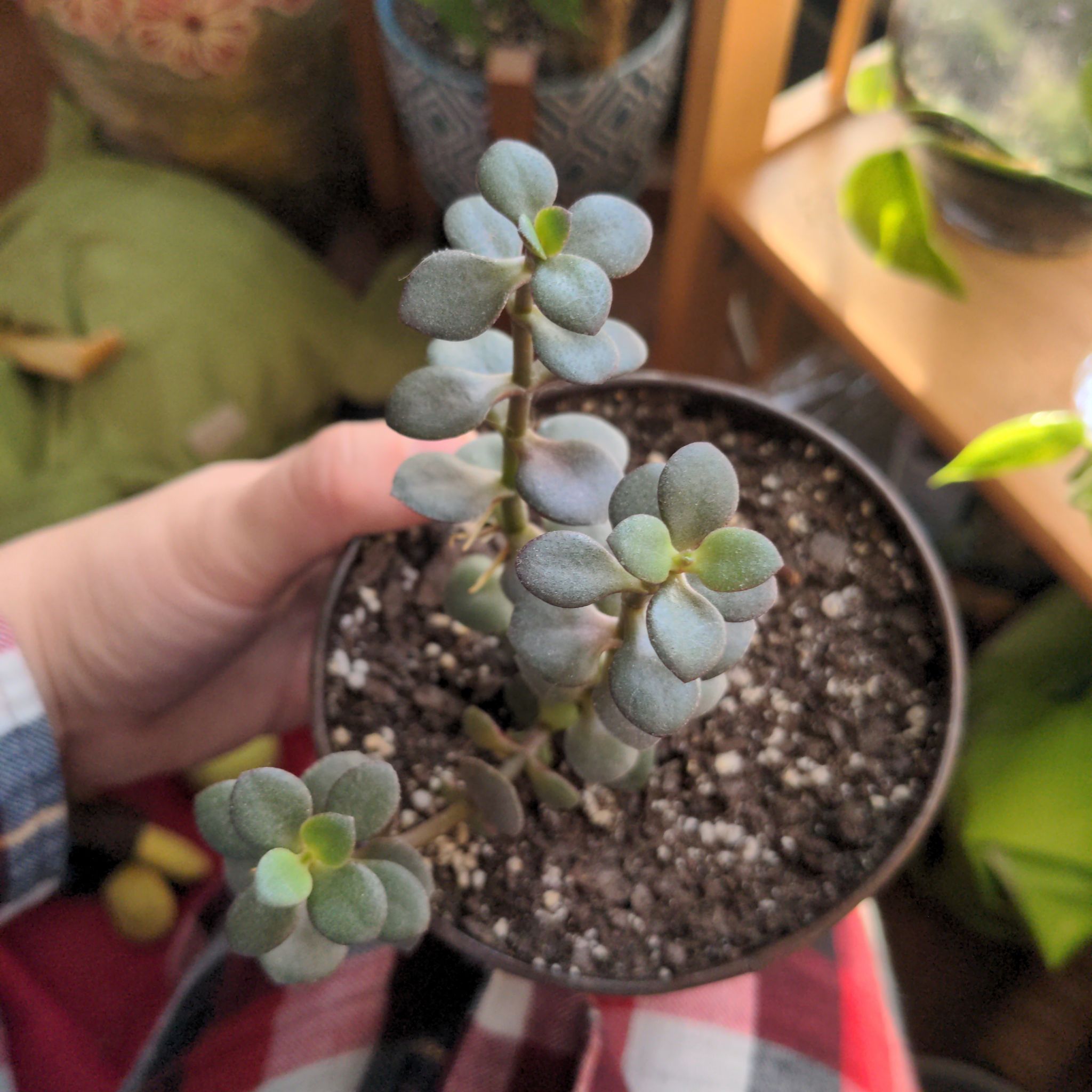 Photo of the plant species Jade by @gotmando named Crosby's Compact Crassula Ovata on Greg, the plant care app