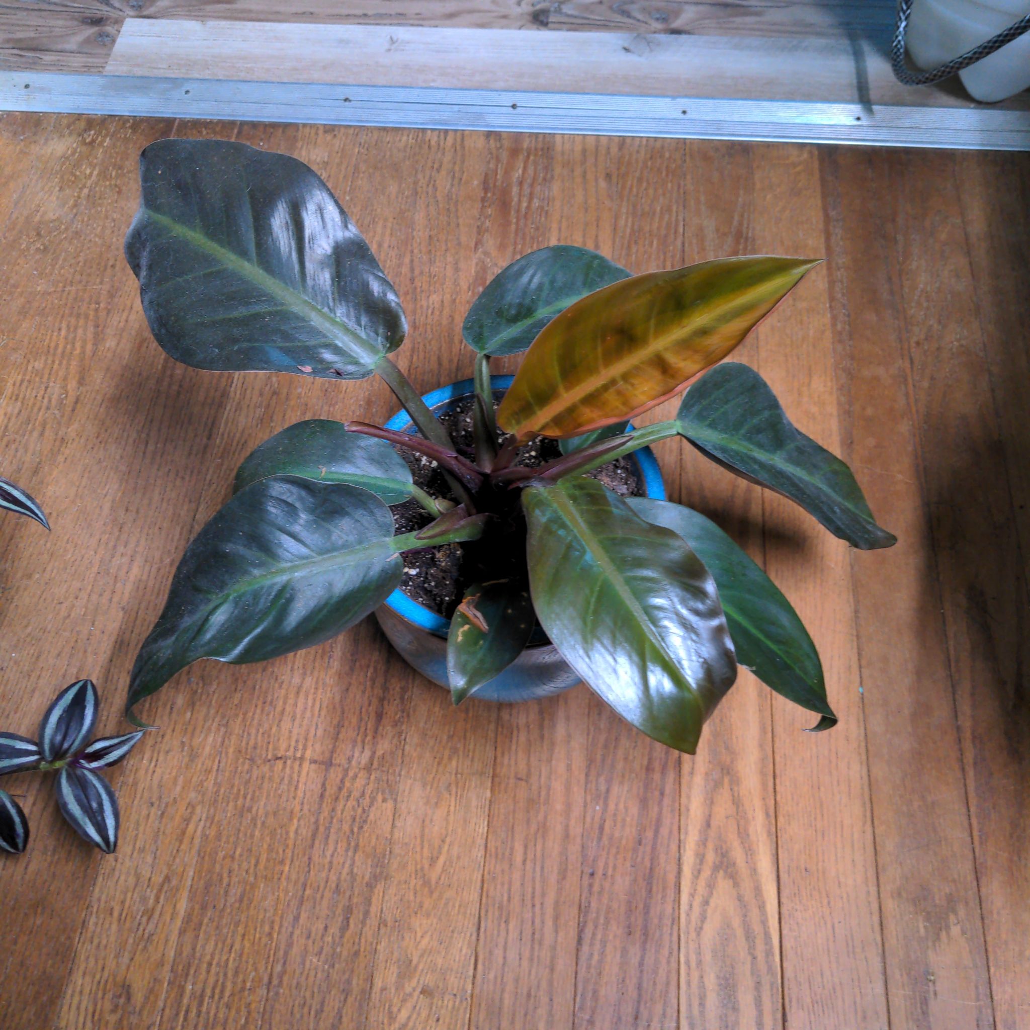 Red Emerald Philodendron in a pot with one leaf showing yellowing and browning.