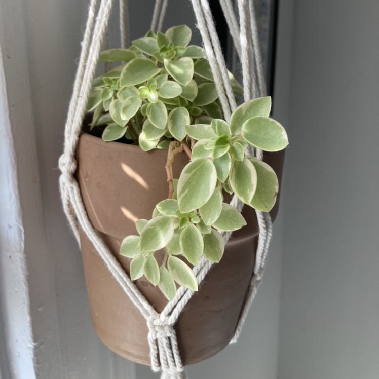 Photo of the plant species Variegated Red Edge Peperomia by Margaret named Luna on Greg, the plant care app