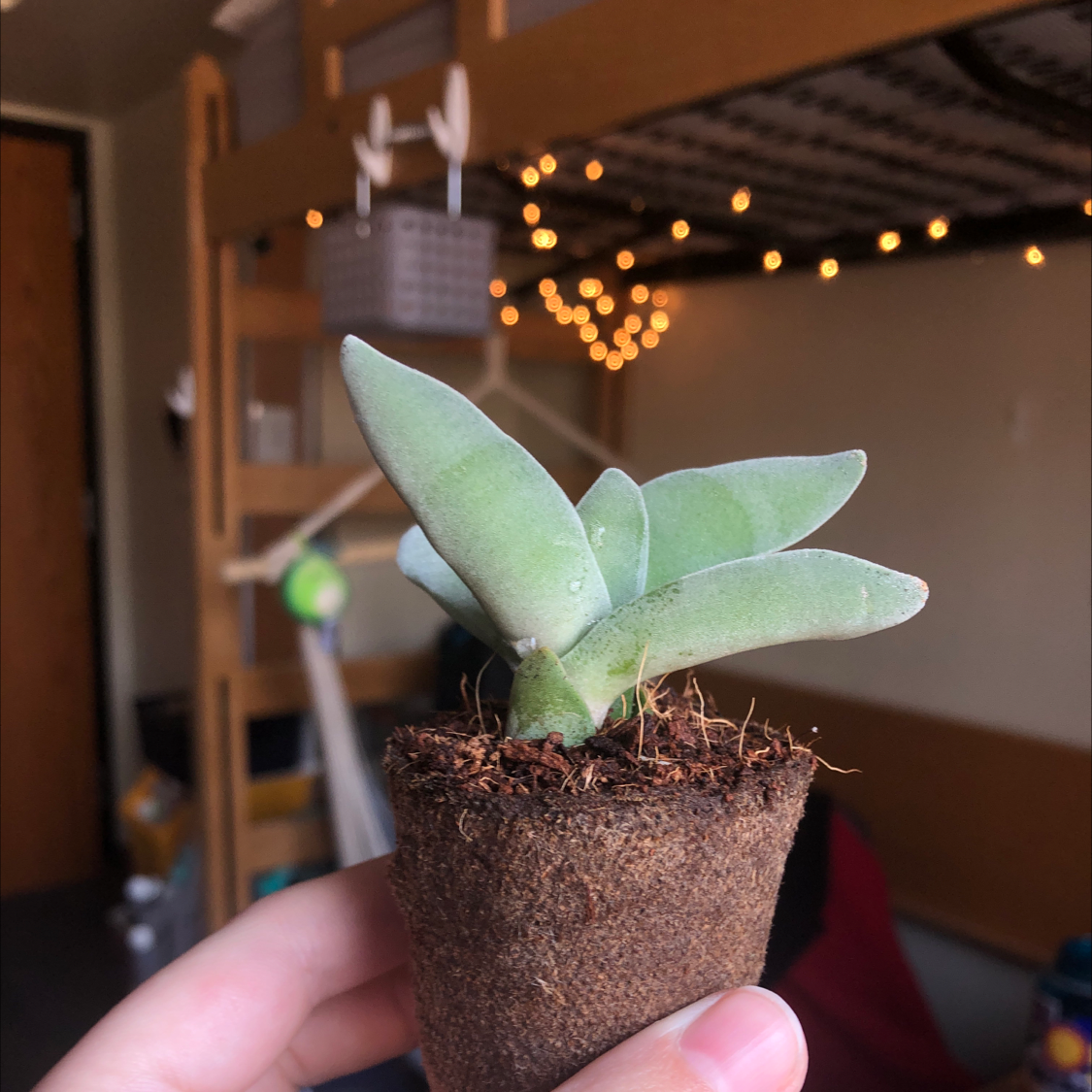 A small potted succulent plant held by a hand, with indoor decor and lights in the background.